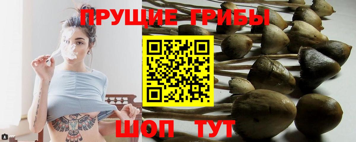 Пятигорск  Псилоцибиновые грибы мицелий  Вход с VPN 